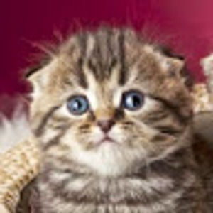 Meet your Posher, Kiska